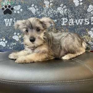 Oleta, Miniature Schnauzer Puppy