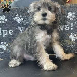 Owen, Miniature Schnauzer Puppy