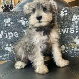 Owen, Miniature Schnauzer Puppy