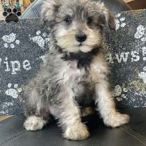 Owen, Miniature Schnauzer Puppy