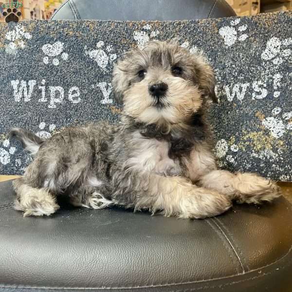 Owen, Miniature Schnauzer Puppy