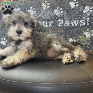 Owen, Miniature Schnauzer Puppy