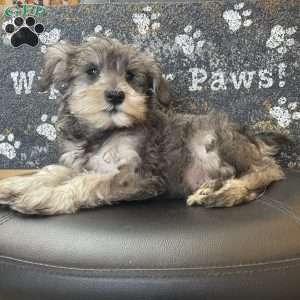 Owen, Miniature Schnauzer Puppy