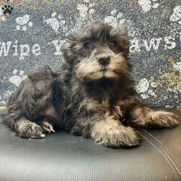 Orpha, Miniature Schnauzer Puppy