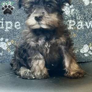 Orpha, Miniature Schnauzer Puppy