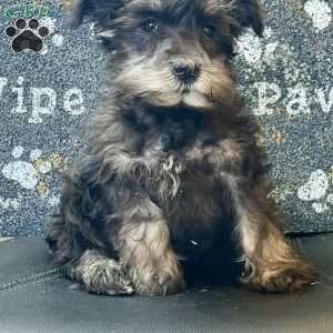 Orpha, Miniature Schnauzer Puppy