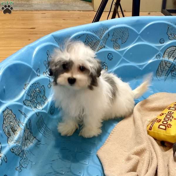 Holly, Havanese Puppy