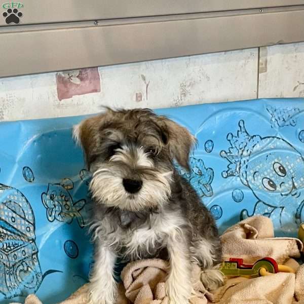 Jake, Miniature Schnauzer Puppy