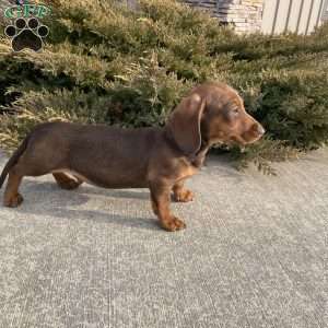 Davy, Dachshund Puppy