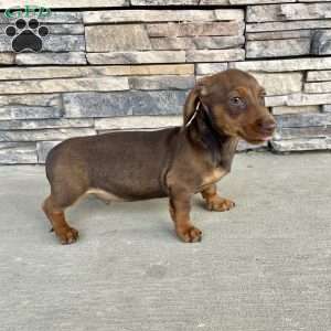 Davy, Dachshund Puppy
