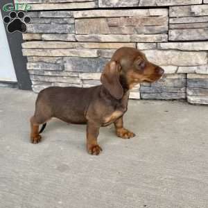 Davy, Dachshund Puppy