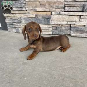Davy, Dachshund Puppy