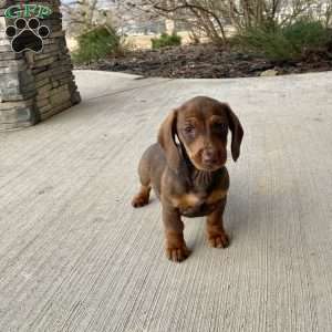 Davy, Dachshund Puppy