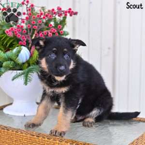 Scout, German Shepherd Puppy