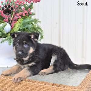 Scout, German Shepherd Puppy