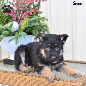 Scout, German Shepherd Puppy