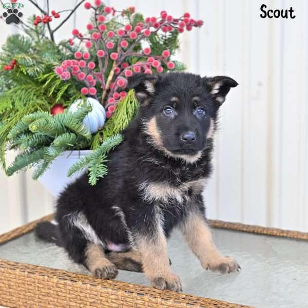 Scout, German Shepherd Puppy