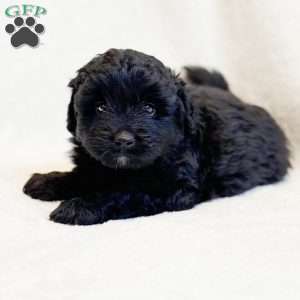 RIGGS, Mini Aussiedoodle Puppy