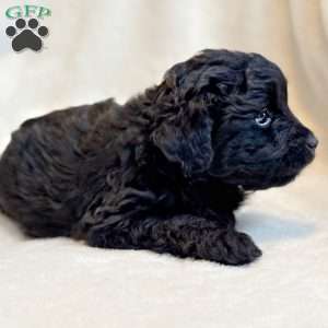 RIGGS, Mini Aussiedoodle Puppy