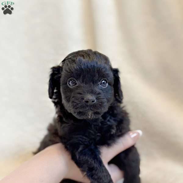 REX (MICRO), Mini Aussiedoodle Puppy