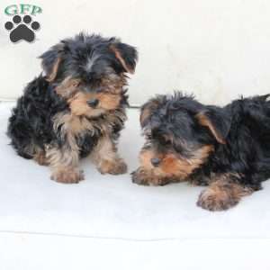 Bentley, Yorkie Puppy