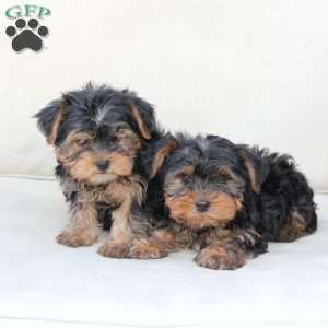 Bentley, Yorkie Puppy