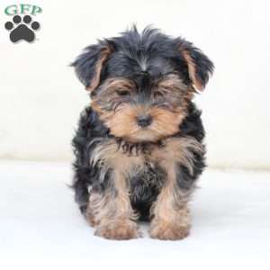Bentley, Yorkie Puppy
