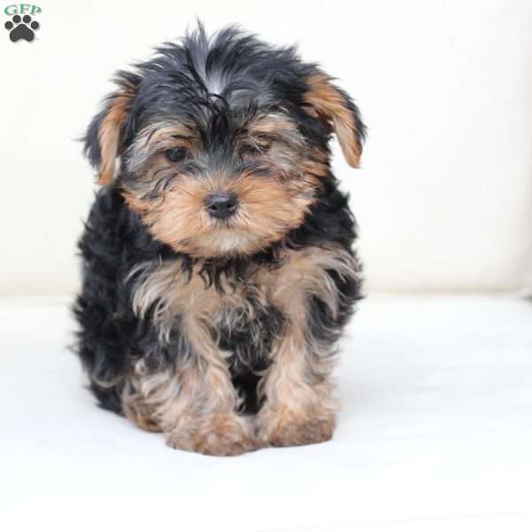 Bentley, Yorkie Puppy