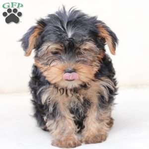 Bentley, Yorkie Puppy