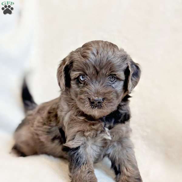 REMY, Mini Aussiedoodle Puppy