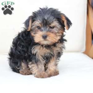 Bentley, Yorkie Puppy