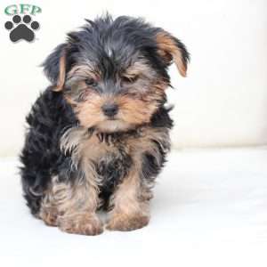 Bentley, Yorkie Puppy