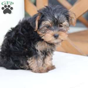 Bentley, Yorkie Puppy