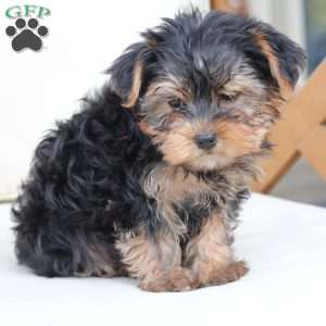 Bentley, Yorkie Puppy