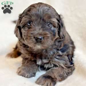RIVER, Mini Aussiedoodle Puppy