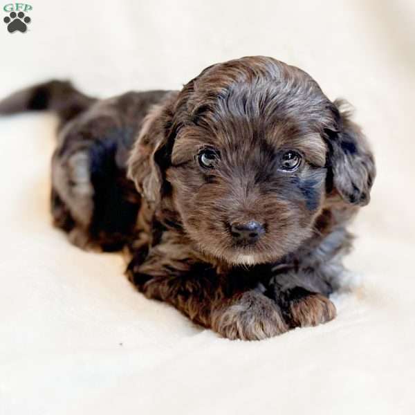 RIVER, Mini Aussiedoodle Puppy
