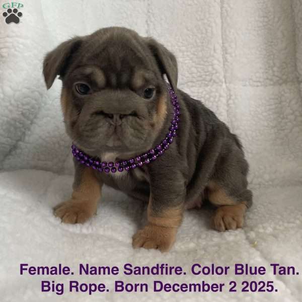 Sandfire, French Bulldog Puppy