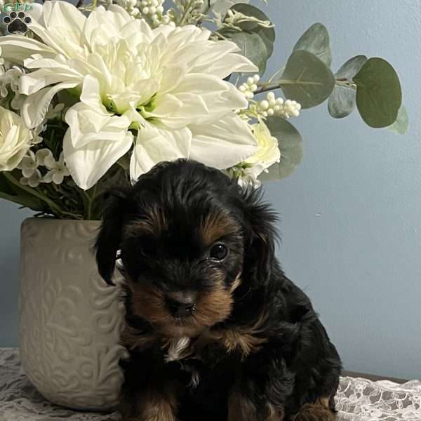 Adam, Yorkie Poo Puppy
