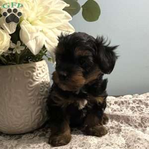 Adam, Yorkie Poo Puppy