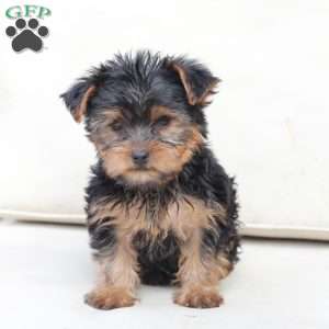 Daisy, Yorkie Puppy