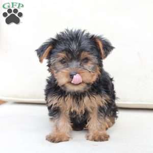Daisy, Yorkie Puppy