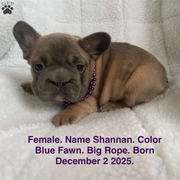 Shanna, French Bulldog Puppy