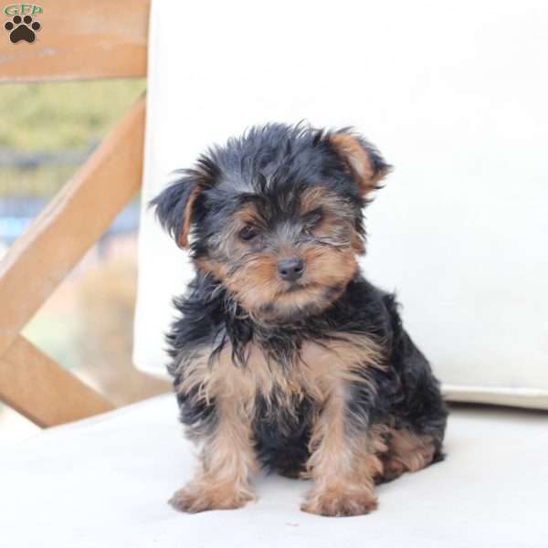 Daisy, Yorkie Puppy