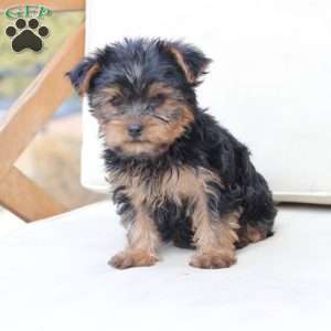 Daisy, Yorkie Puppy