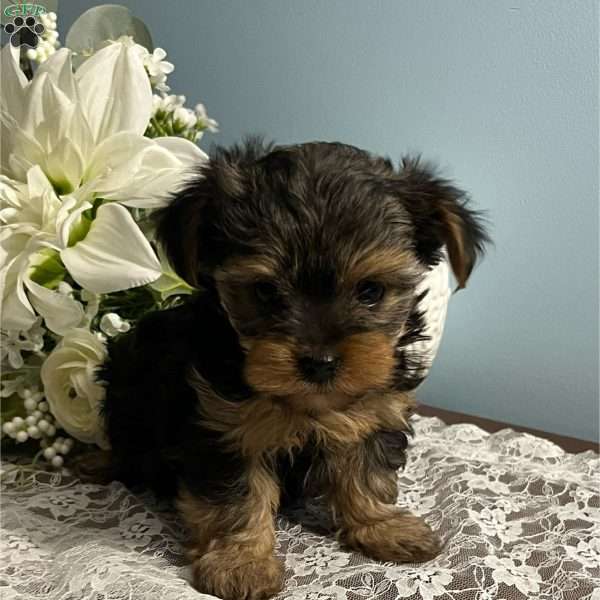 Allen, Yorkie Poo Puppy