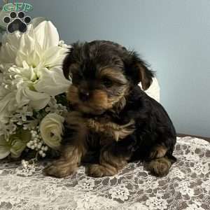 Allen, Yorkie Poo Puppy