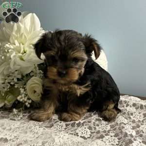 Allen, Yorkie Poo Puppy