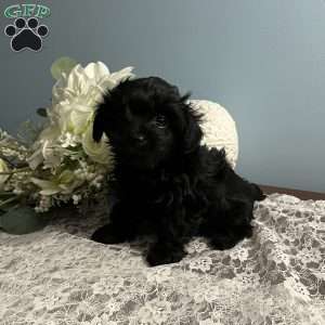 Ashley, Yorkie Poo Puppy