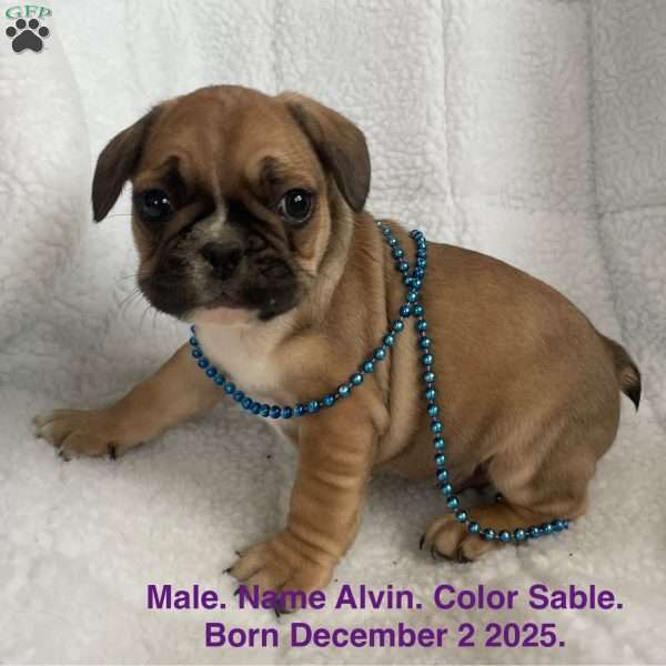 Alvin, French Bulldog Puppy