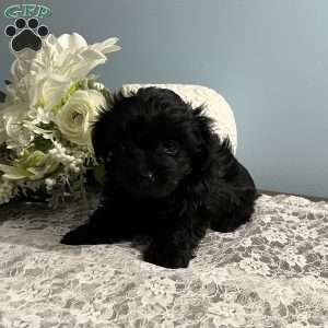 Ashley, Yorkie Poo Puppy